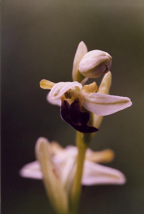 Ophrys pallida